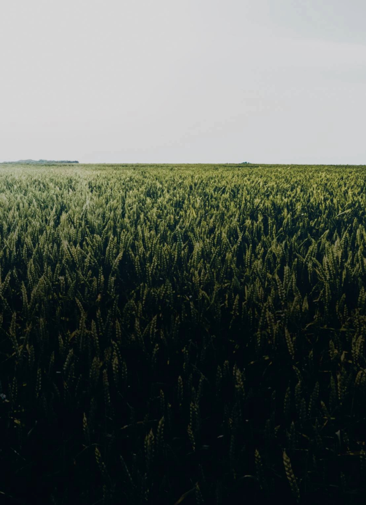 PulverizadoresJato Projetado