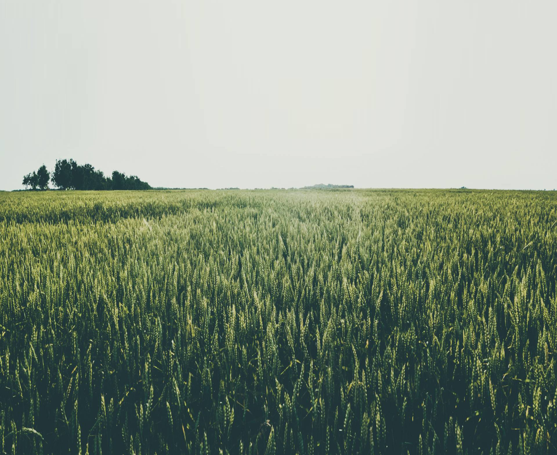 Pulverizadores Rocha - Home 02