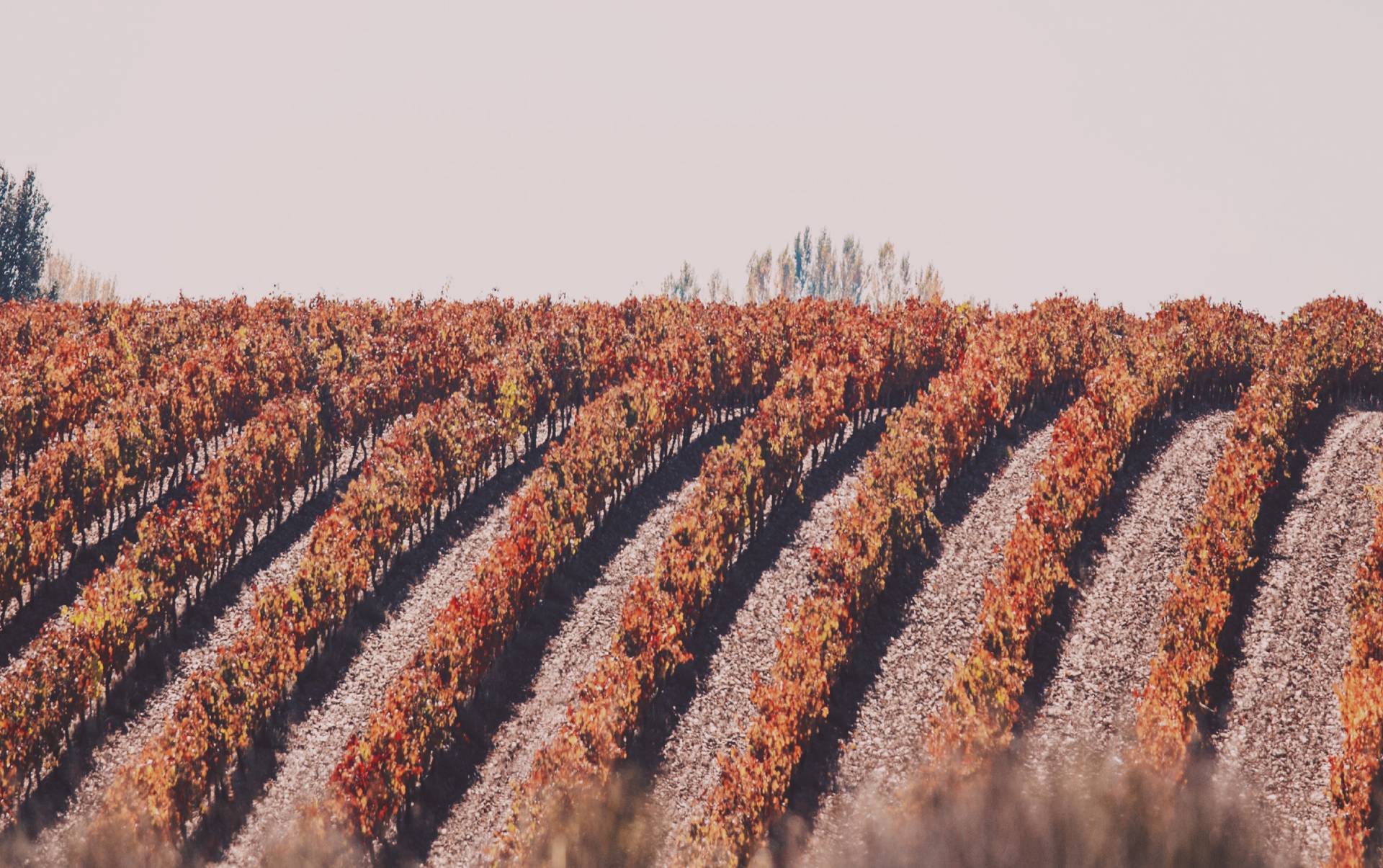 Pulverizadores Rocha - Home 03